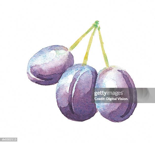 15点のセイヨウスモモイラスト素材 Getty Images 15点のセイヨウスモモイラスト素材 Getty Images