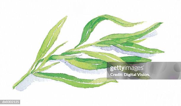 ilustrações, clipart, desenhos animados e ícones de sprig of tarragon - estragão