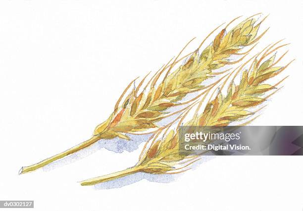 sprigs of wheat - hordeum stock illustrations