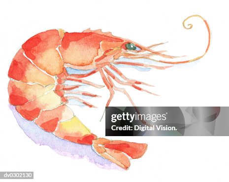 Prawn Prawn