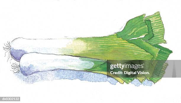 illustrations, cliparts, dessins animés et icônes de bunch of leeks - poireau