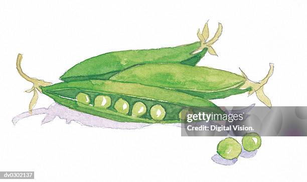 peas in a pod - legumes aquarelle stock-grafiken, -clipart, -cartoons und -symbole