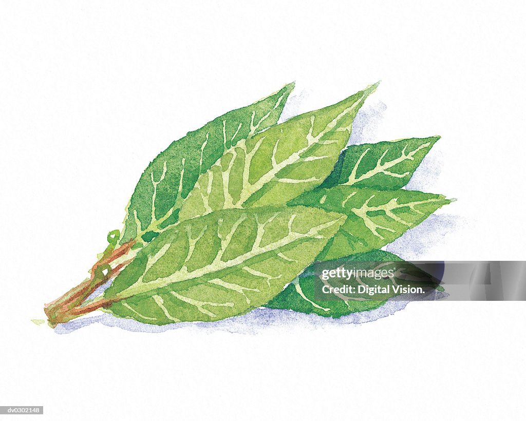 Sprig of Bay Leaves