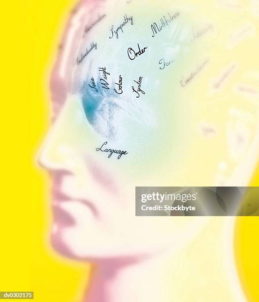 model of human head mapped with words describing traits and brain functions - mapped stock pictures, royalty-free photos & images