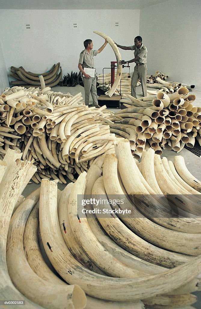 Illegal haul of elephant ivory