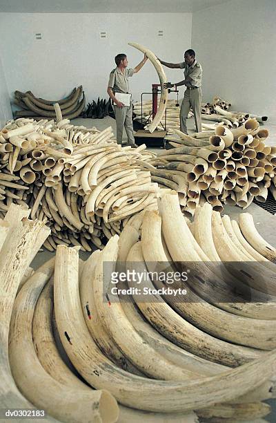 illegal haul of elephant ivory - elfenben bildbanksfoton och bilder