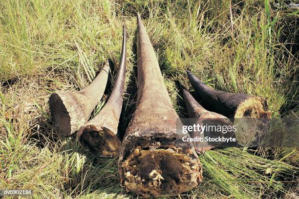 illegal haul of rhino horn - horn of africa stock-fotos und bilder