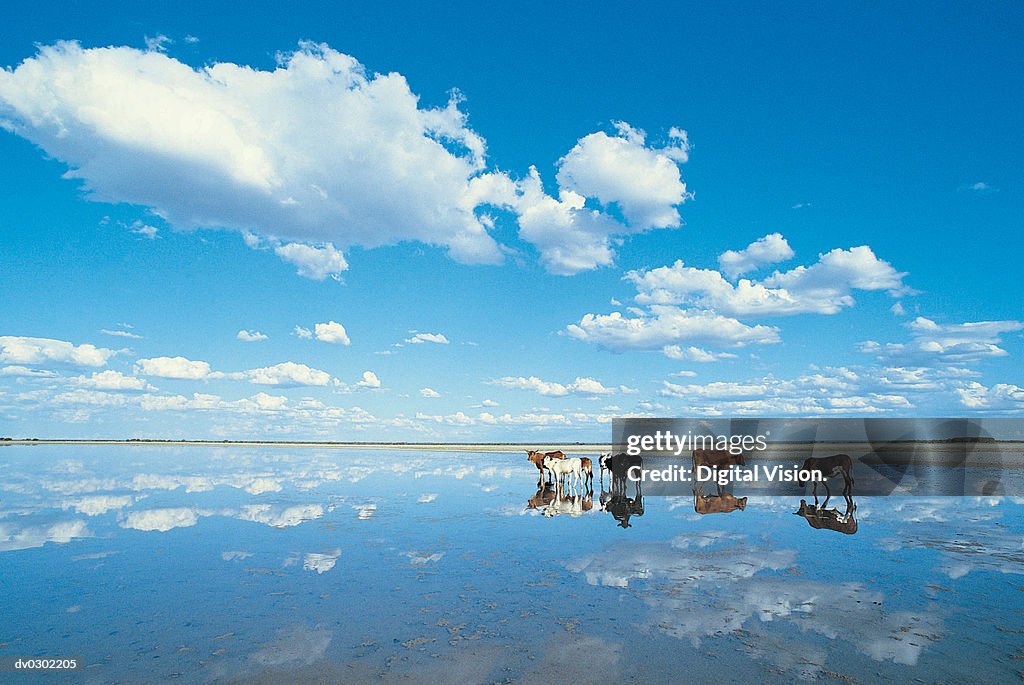 Cattle and sky reflected in water