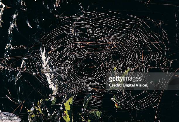orb spiders web - orb web spider stock pictures, royalty-free photos & images
