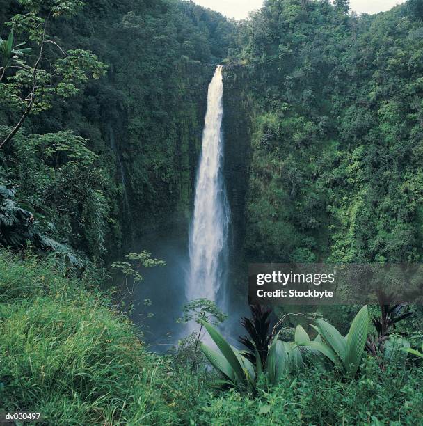 akaka falls, akaka falls state park, hawaii, hawaiian islands, usa - hawaiian waterfalls 個照片及圖片檔