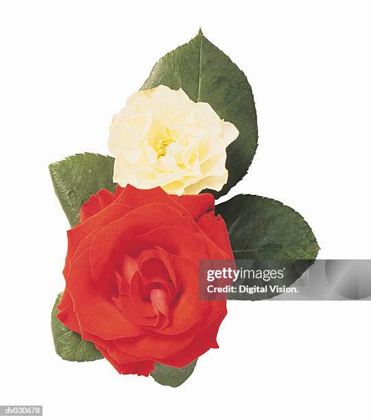Two Identical Roses 426 Two Roses Isolated Stock Photos, High-Res Pictures, and Images ...