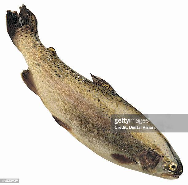 rainbow trout - trout - fotografias e filmes do acervo