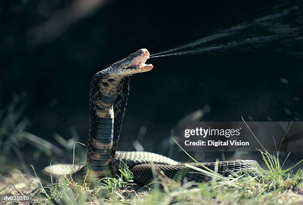 mozambique spitting cobra - nocivo descripción física fotografías e imágenes de stock