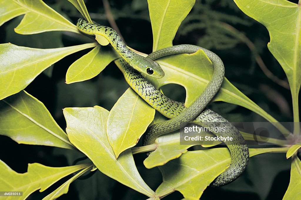 Spotted Bush Snake