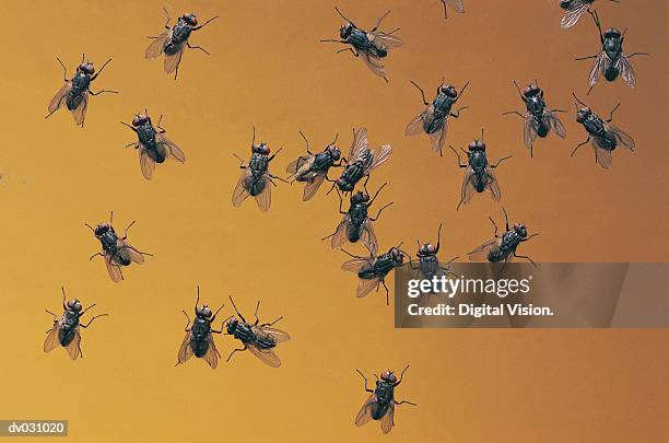 flies - swarm of insects stock pictures, royalty-free photos & images