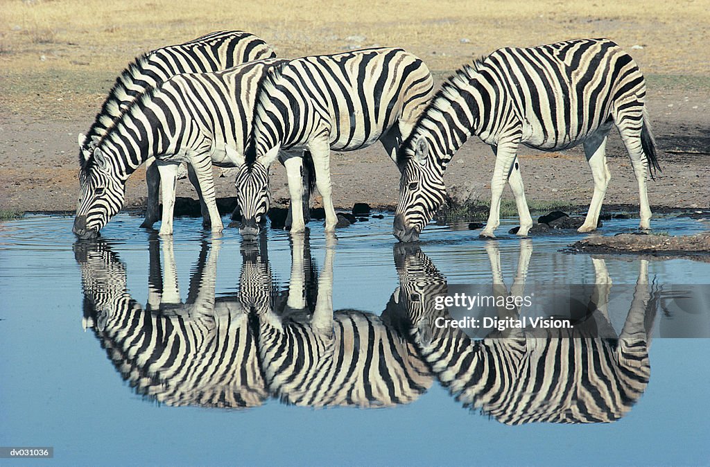 Burchells Zebra (Equus burchelli) drinking at waterhole, Etosha, Namibia