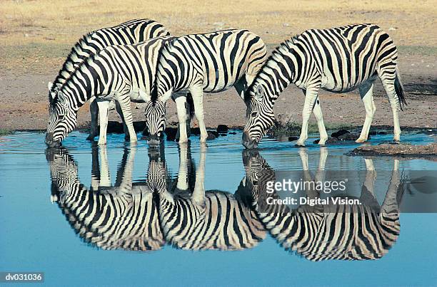 Burchells Zebra (Equus burchelli) drinking at waterhole, Etosha, Namibia