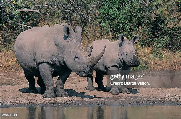 female white rhinoceros (ceratotherium simum) with calf at waterhole, berg en dal, kruger natpark, - en dernier photos et images de collection