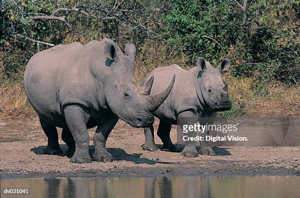 female white rhinoceros (ceratotherium simum) with calf at waterhole, berg en dal, kruger natpark, - nat 個照片及圖片檔