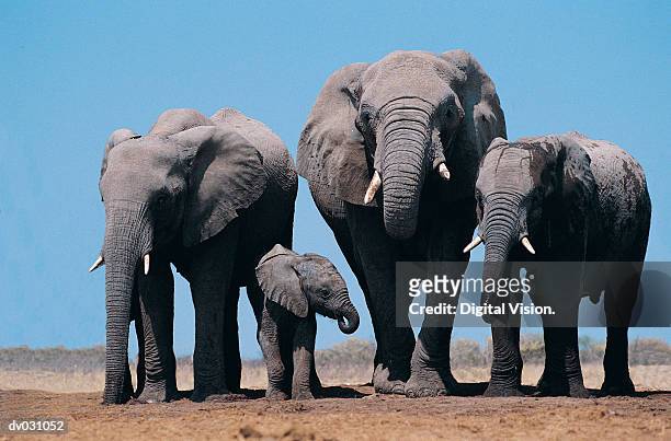 african elephants (loxodonta africana) - animal family stock pictures, royalty-free photos & images