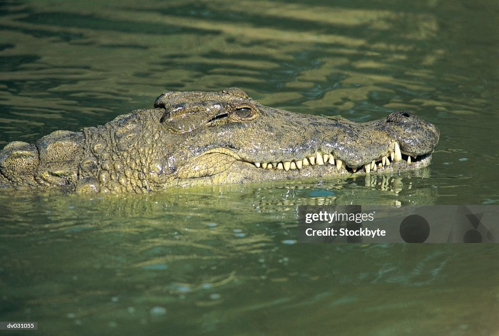 Nile Crocodile, half submerged in water (Crocodylus niloticus), St Lucia