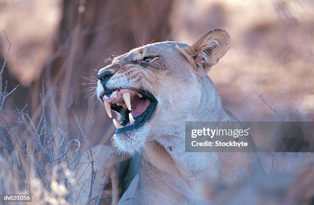 female lion (panthera leo) snarling - kalahari gemsbok national park stock pictures, royalty-free photos & images