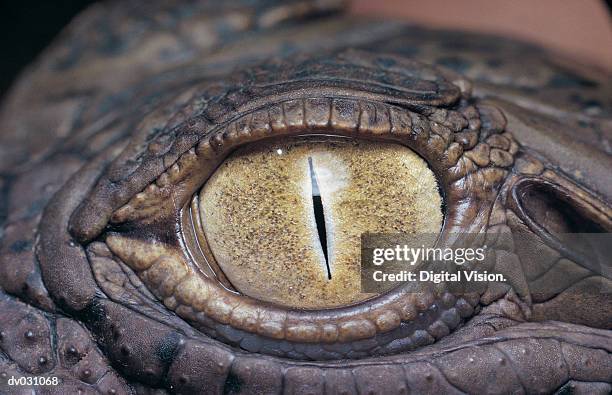 eye of a nile crocodile (crocodylus niloticus) - crocodile stock pictures, royalty-free photos & images