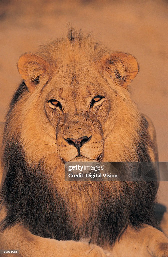 Lion (Panthera Leo)