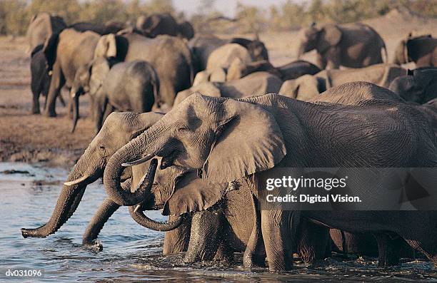 african elephant herd drinking at a waterhole, hwanbe national park, zimbabwe - elephant stock pictures, royalty-free photos & images