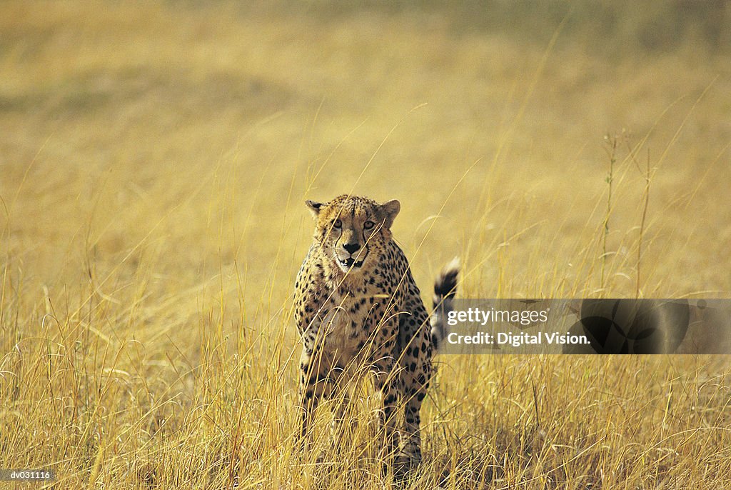 Cheetah (Acinonyx jubata) running in long dry grass