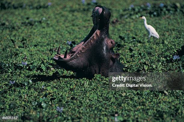 hippopotamus (hippopotamus amphibius) in reeds with egrets, zambezi river - reed bed stock pictures, royalty-free photos & images