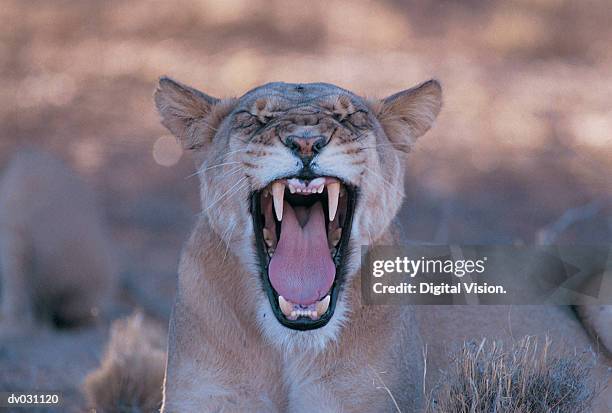 lion (panthera leo) - dierlijke mond stockfoto's en -beelden