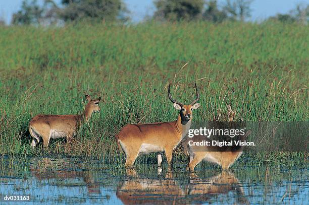 red lechwe (kobus leche), male and female, south africa - leche stock pictures, royalty-free photos & images