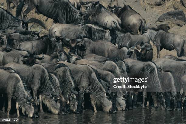 blue wildebeest herd drinking at water's edge, masai mara, kenya - blue wildebeest stock pictures, royalty-free photos & images