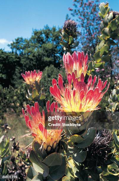 ray-flowered protea (protea eximia) - eximia imagens e fotografias de stock