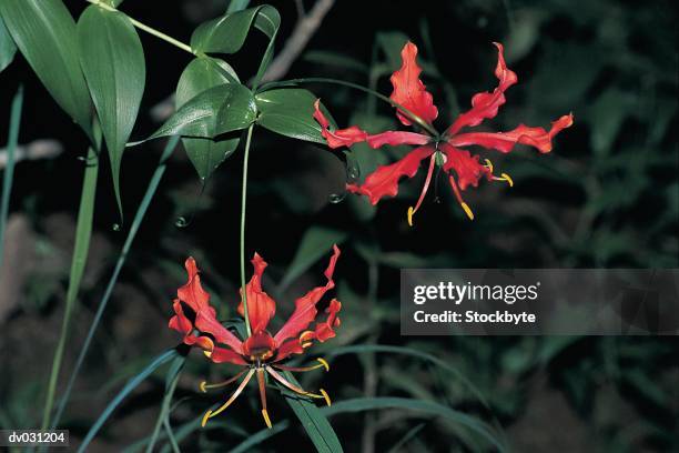 flame lily, eastern transvaal - flame stock-fotos und bilder