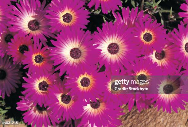 mesembryanthemums, namaqualand - namaqualand stock-fotos und bilder