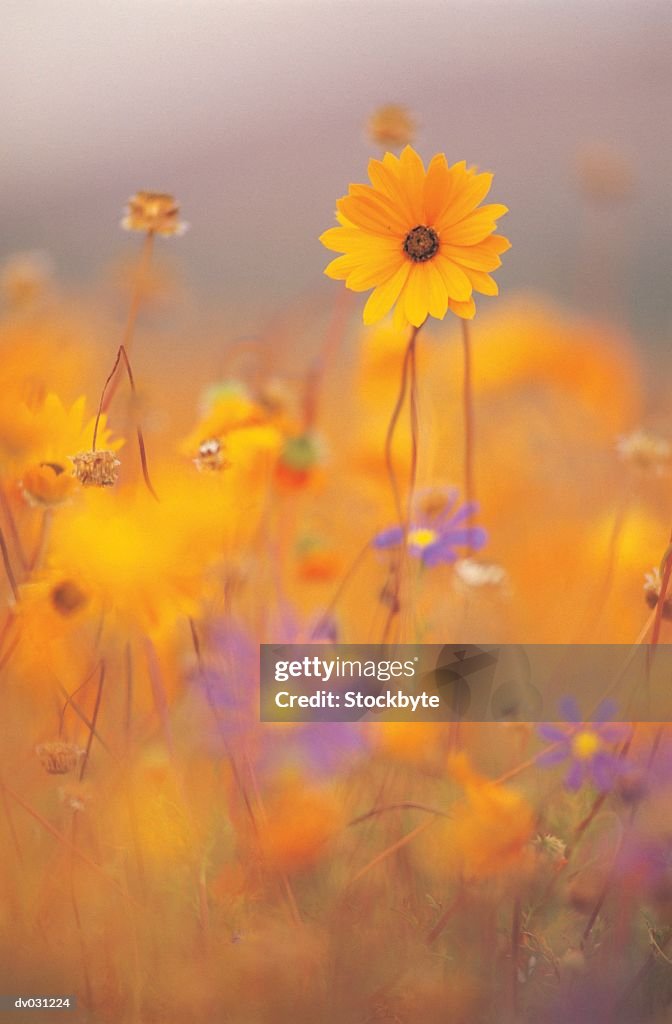 Vigies (Dimorphotheca Sinuata), Namaqualand, South Africa