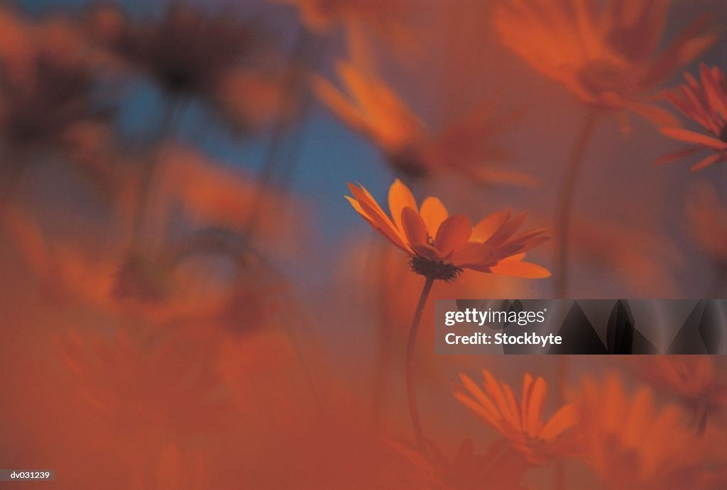 Orange daisies, Namaqualand