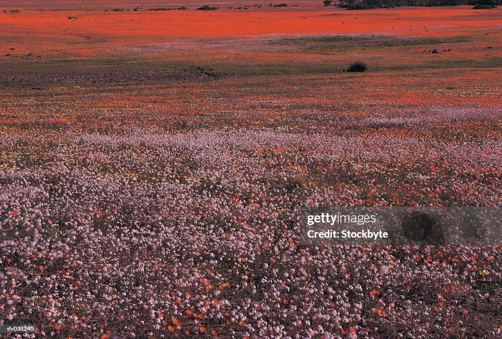 Namaqualand, South Africa