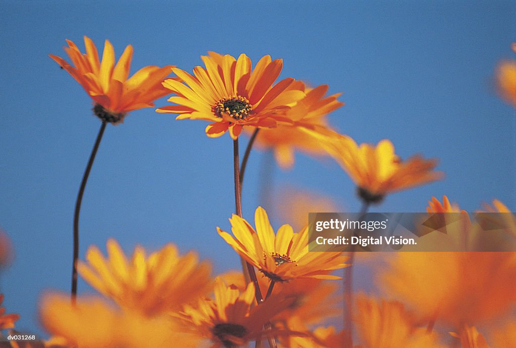 Orange daisies