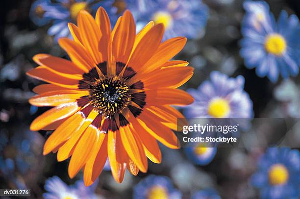 wild flowers, southern namib desert, south africa - namib foto e immagini stock