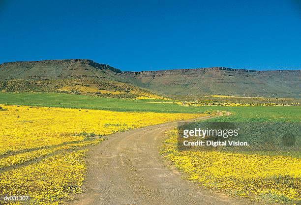 namaqualand, south africa - cape province stock pictures, royalty-free photos & images
