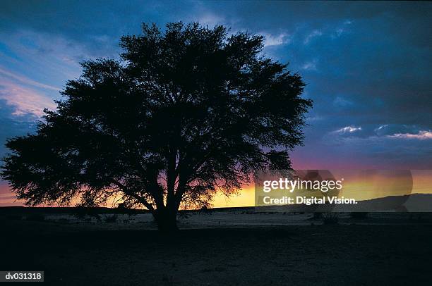 sunset, kalahari gemsbok national park, south africa - kgalagadi transfrontier park stock pictures, royalty-free photos & images