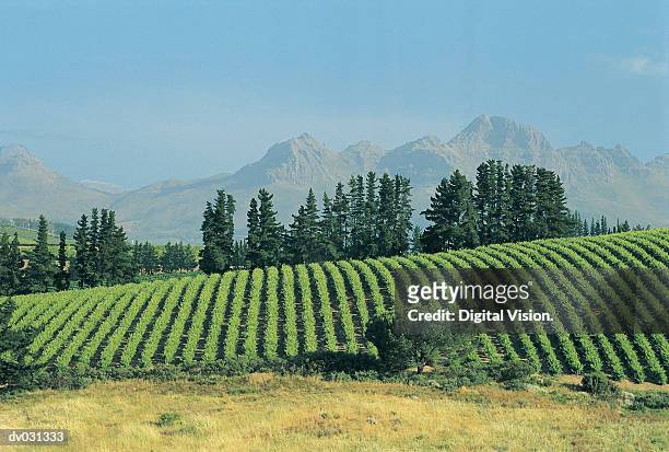 vineyard, stellenbosch, south africa - cape province stock pictures, royalty-free photos & images