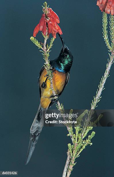 orange-breasted sunbird male (nectarinia fusca), south africa - fusca stockfoto's en -beelden