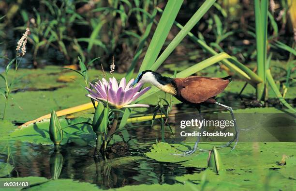 african jacana (actophilornis africanus) approaching lily to feed - african lily fotografías e imágenes de stock