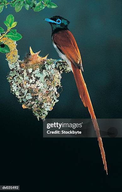 mother and baby paradise flycatcher in nest - flycatcher stock pictures, royalty-free photos & images