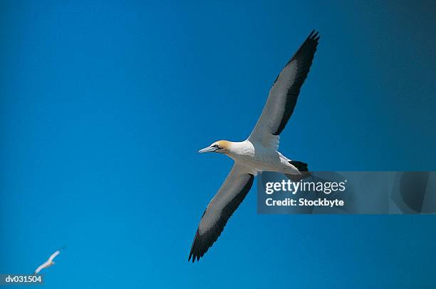flying cape gannet - gannet stockfoto's en -beelden