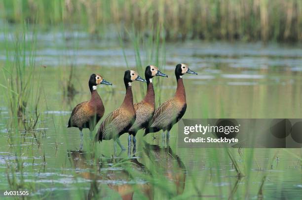 white-faced ducks (dendrocygna viduata), natal, south africa - white faced whistling duck stock pictures, royalty-free photos & images